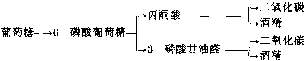 第三節(jié) 細菌發(fā)酵產酒精